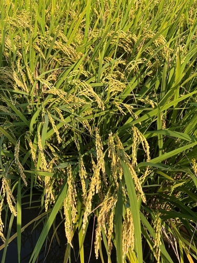 【新米】令和7年度 岸和田産 ヒノヒカリ