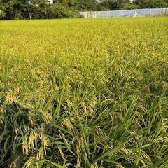 【新米】令和7年度 岸和田産 ヒノヒカリの画像