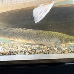 ポリプテルス　セネガルス　トゥルカナ湖産の画像