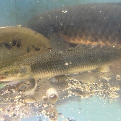ポリプテルス　セネガルス　トゥルカナ湖産の画像