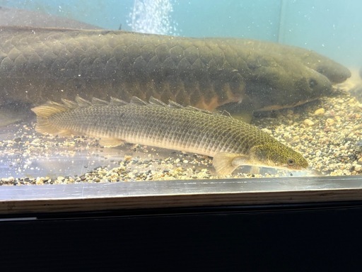 ポリプテルス　セネガルス　トゥルカナ湖産