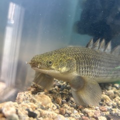 ポリプテルス　セネガルス　トゥルカナ湖産の画像