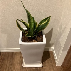 観葉植物の画像