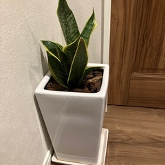観葉植物の画像