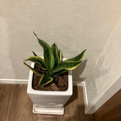 観葉植物の画像