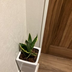 観葉植物の画像