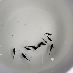 メダカ　オロチ若魚
　10匹 の画像