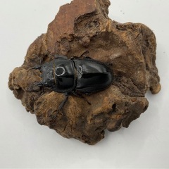 サキシマヒラタ71mm成虫ペア　配送可能の画像