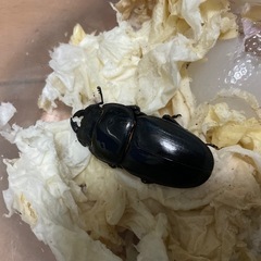 サキシマヒラタクワガタ成虫65mmペアの画像