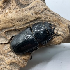 グランディスオオクワガタ　成虫ペア配送可能の画像