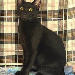 可愛い黒猫坊やピオ！