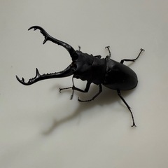 【即ブリ】ギラファノコギリクワガタペアの画像