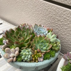 多肉植物寄せの画像