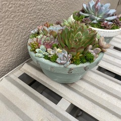 多肉植物寄せの画像
