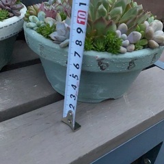 多肉植物寄せの画像