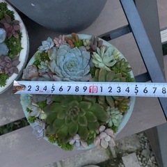 多肉植物寄せの画像