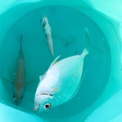 一度の使用のみ‼︎ちょい投げ　釣り竿🎣の画像