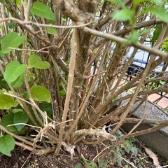 クコ　枸杞　蕾付き超大株　　1本　2000円　　多年生植物　漢方 山菜 野草 生薬　薬用健康植物の画像