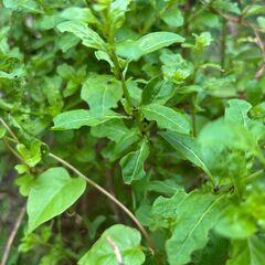 クコ　枸杞　蕾付き超大株　　1本　2000円　　多年生植物　漢方 山菜 野草 生薬　薬用健康植物の画像