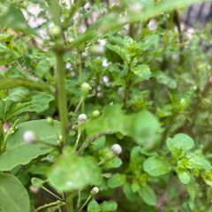 クコ　枸杞　蕾付き超大株　　1本　2000円　　多年生植物　漢方 山菜 野草 生薬　薬用健康植物の画像