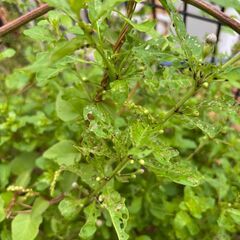 クコ　枸杞　蕾付き超大株　　1本　2000円　　多年生植物　漢方 山菜 野草 生薬　薬用健康植物の画像