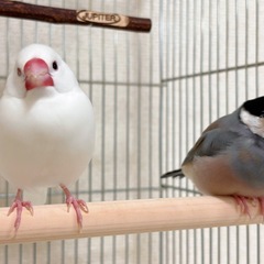 文鳥を可愛がって下さる方募集しております。