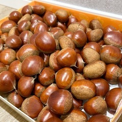 生栗　1.5kg　約60個　幅40mm前後　無農薬　無除草剤　栗　の画像