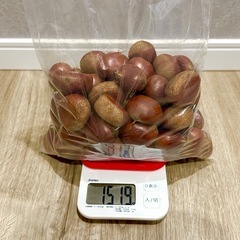 生栗　1.5kg　約60個　幅40mm前後　無農薬　無除草剤　栗　の画像