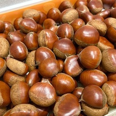 生栗　1.5kg　約60個　幅40mm前後　無農薬　無除草剤　栗　の画像