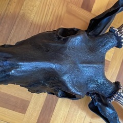 スカル頭蓋骨　ハンティングトロフィー　剥製　はく製　エゾシカの画像