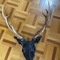 スカル頭蓋骨　ハンティングトロフィー　剥製　はく製　エゾシカの画像