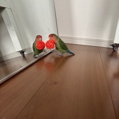 コザクラインコ、可愛がってくださる方