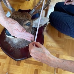 スカル頭蓋骨　ハンティングトロフィー　剥製　はく製　エゾシカの画像