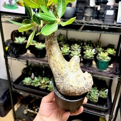 パキポディウム・ホロンベンセ　現地球　(陶器鉢付)の画像