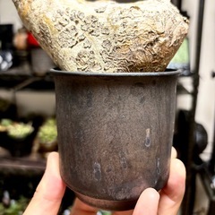 パキポディウム・ホロンベンセ　現地球　(陶器鉢付)の画像