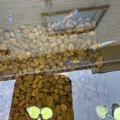 メダカの画像
