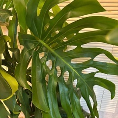⭕️大型モンステラ デリシオーサ170cmの画像