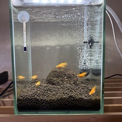 取引成立しました。ADA水槽、水草、お魚その他もろもろの画像