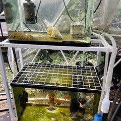 金魚、水槽用品もらいます。もしくは買い取ります - 尾道市