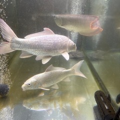 魚全部まとめて売ります。の画像