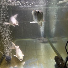魚全部まとめて売ります。の画像