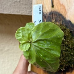 ビカクシダ　リドレイの画像