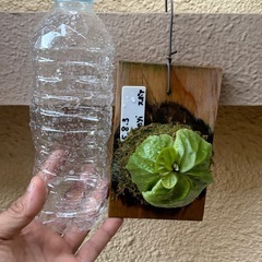 ビカクシダ　リドレイの画像
