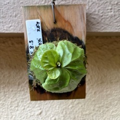 ビカクシダ　リドレイの画像