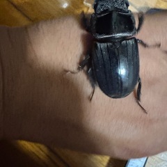 大型の血統入ってます🔥スマトラヒラタクワガタ（世子）の画像