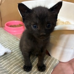 生後1カ月　子猫　オス