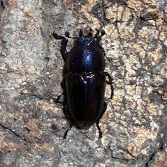 パプアキンイロクワガタ　成虫ペアの画像