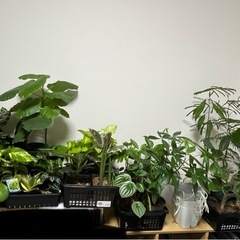 【大型車で自宅まで受け取れる方限定】観葉植物約40鉢とプランター、受け皿などまとめての画像