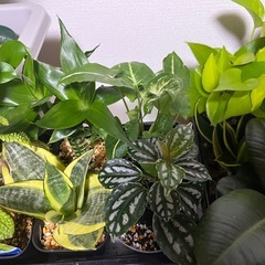 【大型車で自宅まで受け取れる方限定】観葉植物約40鉢とプランター、受け皿などまとめての画像