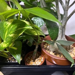 【大型車で自宅まで受け取れる方限定】観葉植物約40鉢とプランター、受け皿などまとめての画像